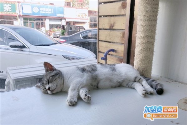 猫小咖猫主题咖啡厅加盟费