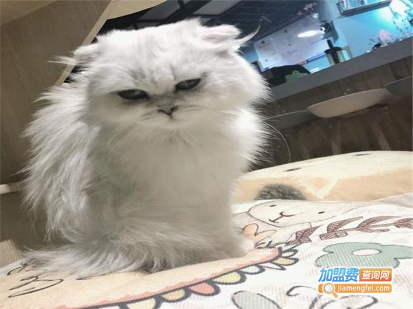 萌季猫咪咖啡馆加盟门店