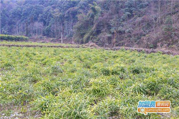 厚圃森白芨种植加盟