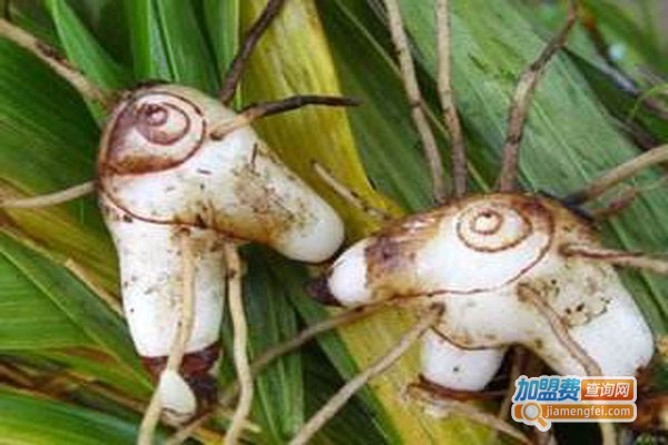 枫斗白芨种植加盟