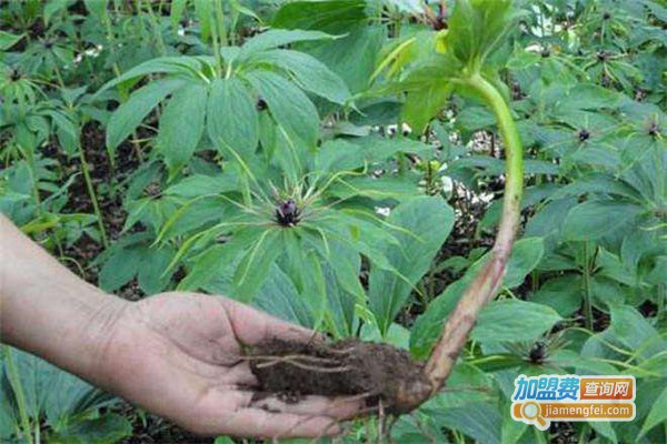 厚圃森重楼种植加盟