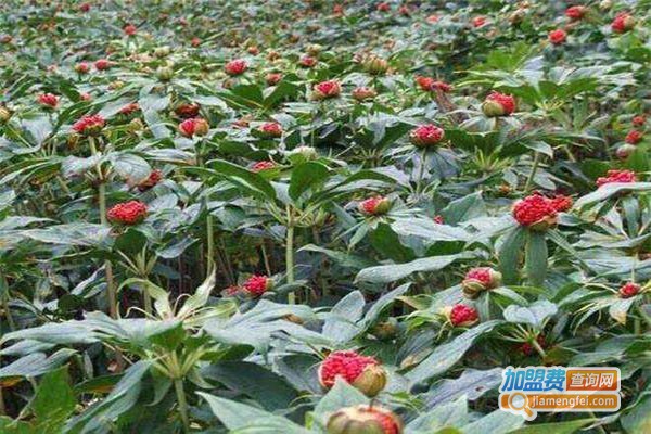厚圃森重楼种植加盟