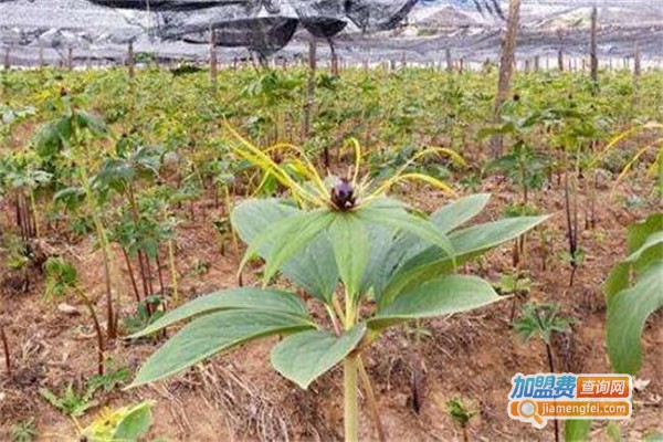 厚圃森重楼种植加盟