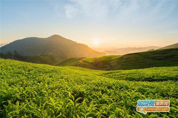 龙润百家姓茶加盟费