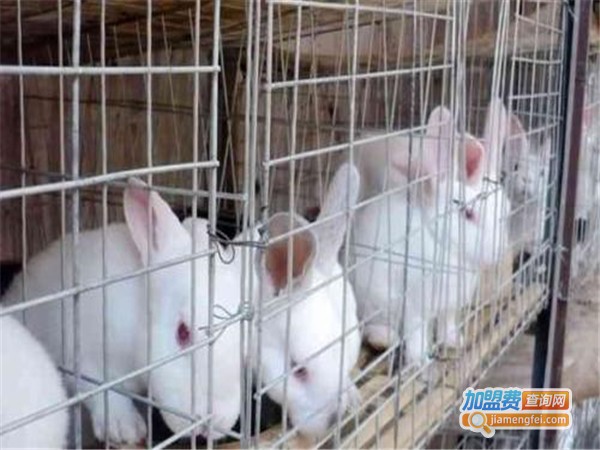 亿农金兔养殖加盟门店