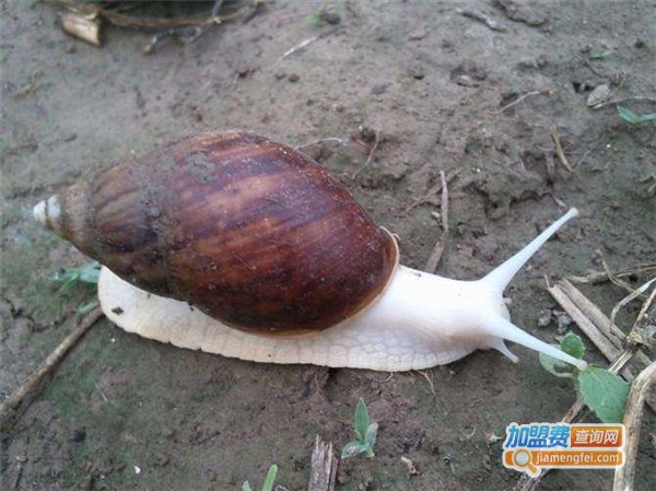 贝明纳蜗牛养殖加盟费
