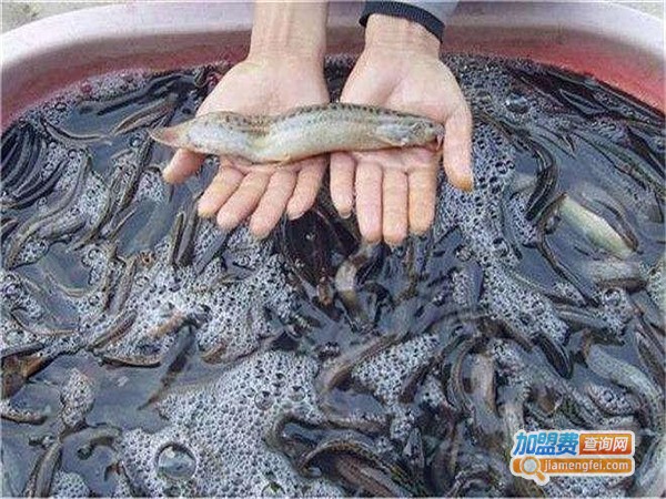 久久泥鳅王加盟费