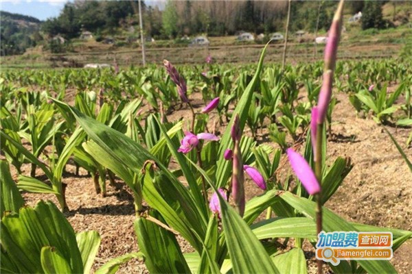 百芳园药材种植加盟