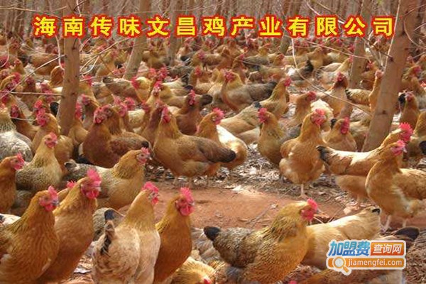 文昌鸡养殖加盟