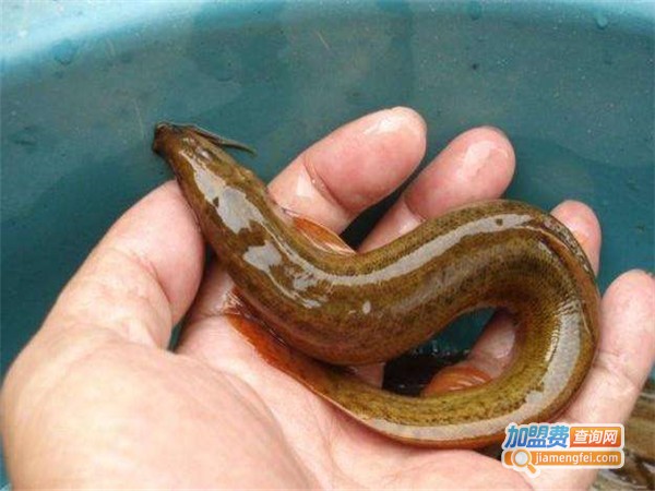 久久泥鳅王加盟费