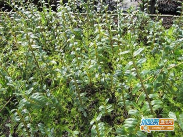 民耕仙草种植加盟门店