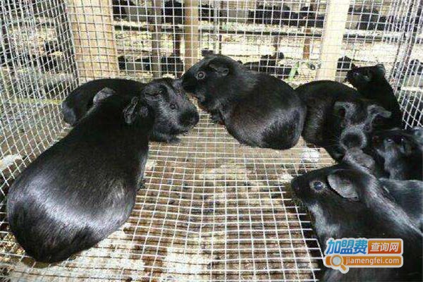 康腾9号黑豚鼠养殖加盟
