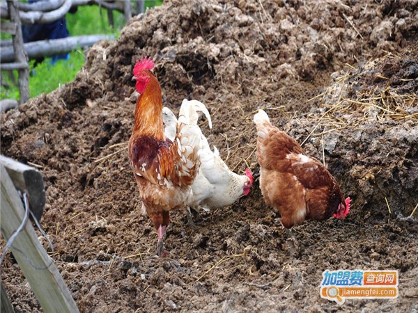 沙半鸡养殖加盟