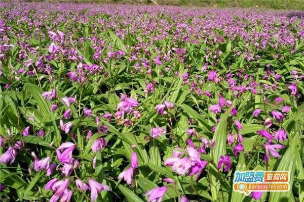 茂发白芨种植加盟费