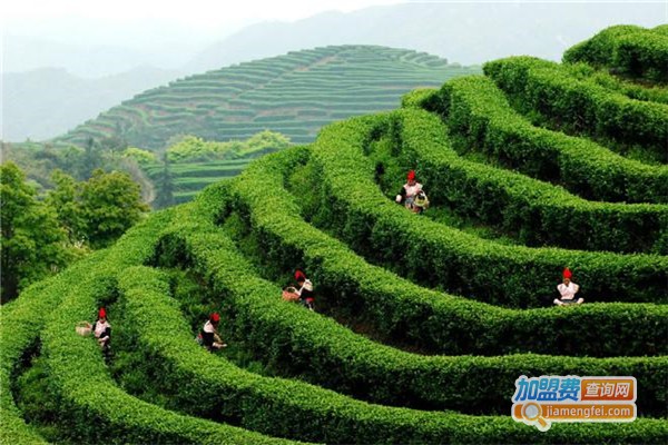 玉茗天下茶业加盟费