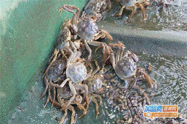 黄油蟹养殖
