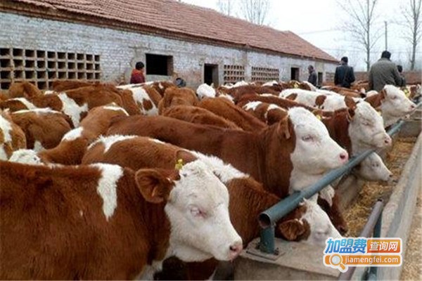 西门塔尔牛养殖加盟费