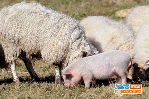 绵羊猪养殖加盟