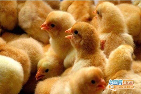 牧歌鸡苗鸡养殖加盟
