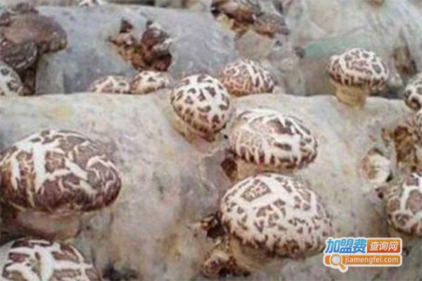 圣元8号香菇种植