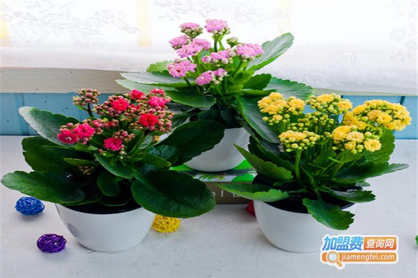 花语录·除甲醛加盟费