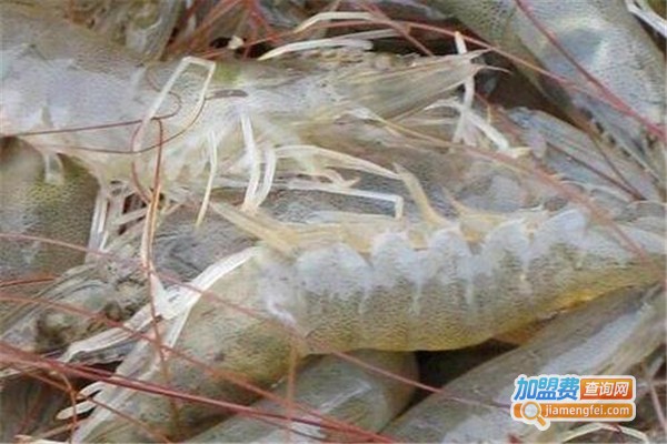 中农美科南美白对虾养殖加盟费