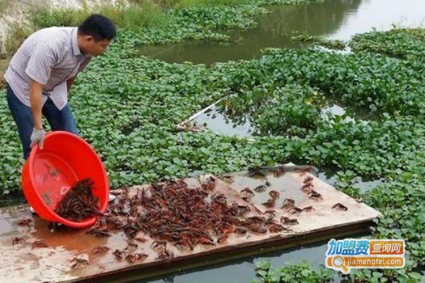 李老大生态龙虾养殖加盟费