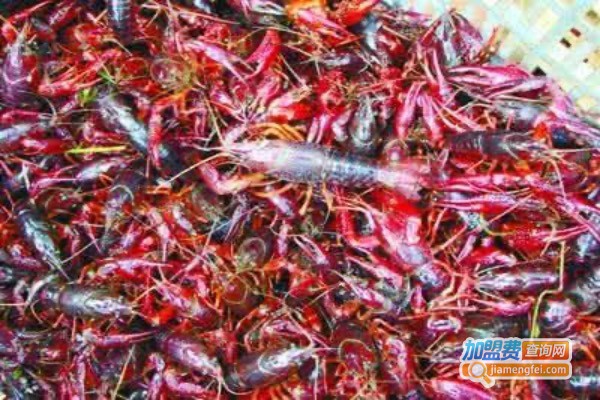 红富贵龙虾养殖加盟费