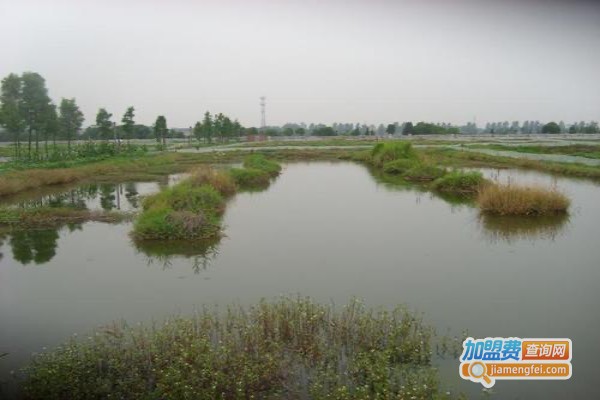沭淮河龙虾养殖加盟费