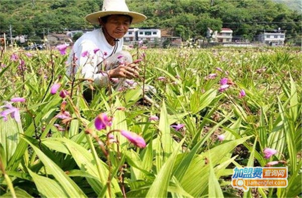 湘草堂白芨种植加盟费