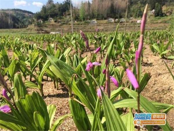 百草源白芨种植加盟门店