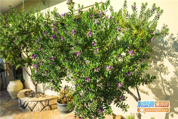 精创溢仿真植物造景加盟费
