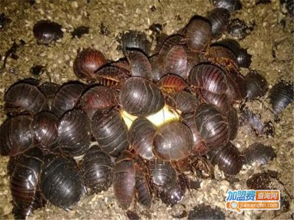 永珠金元加盟门店