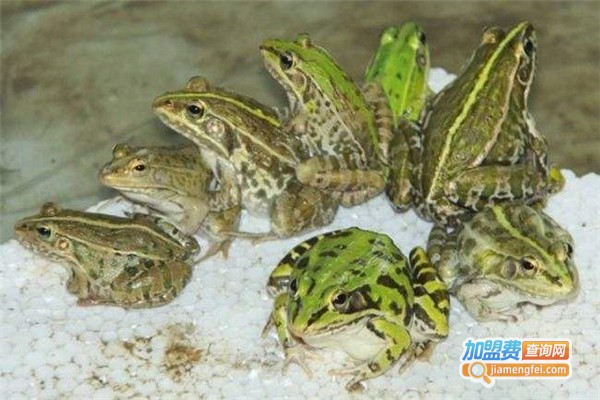 嘉祥青蛙养殖加盟费