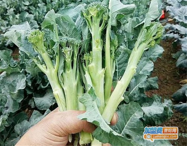 新特蔬菜加盟费