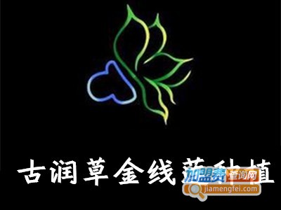 古润草金线莲种植加盟费