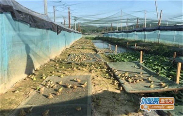 青蛙和泥鳅养殖加盟费
