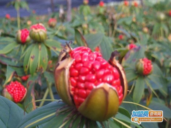 云仙堂重楼种植加盟费