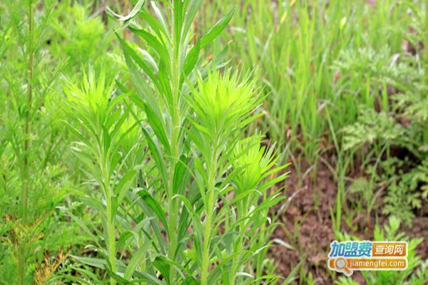 广西民创白芨种植加盟费