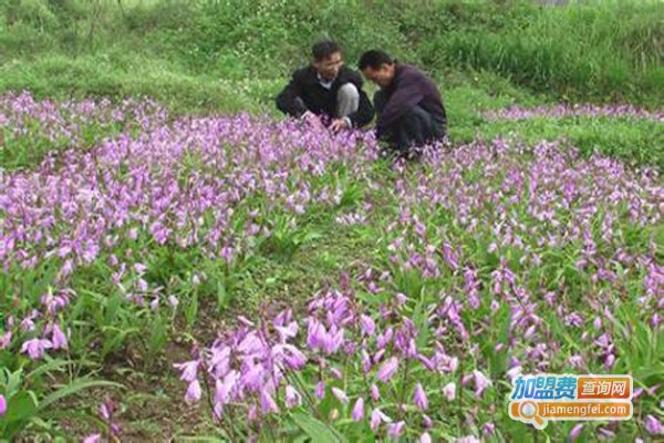 奇灵圣草白芨种植加盟费