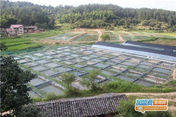 润丰十号泥鳅养殖加盟费