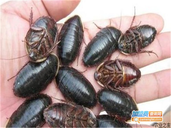 华中土元加盟门店