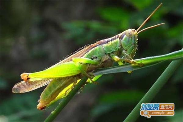 金叶环宇特种昆虫养殖加盟费