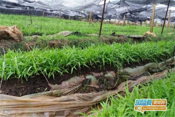 成滇云圣堂白芨种植加盟费