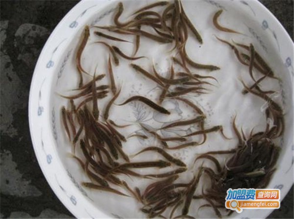 瑞农9号泥鳅养殖加盟费
