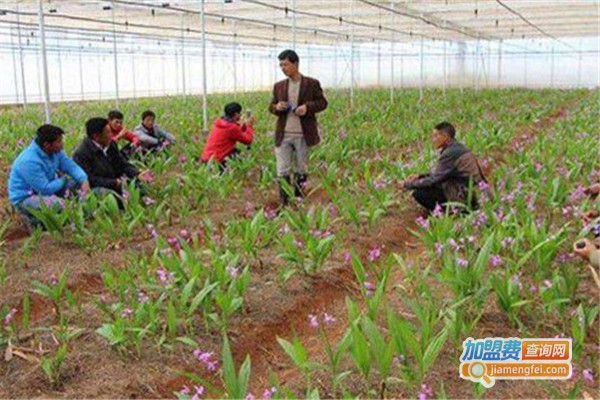 陕农8号白芨种植加盟费