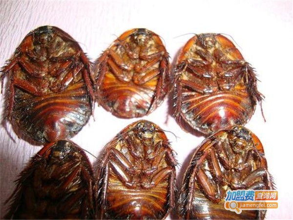 华中土元加盟门店