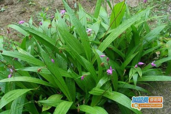 紫茎圣草白芨种植加盟费