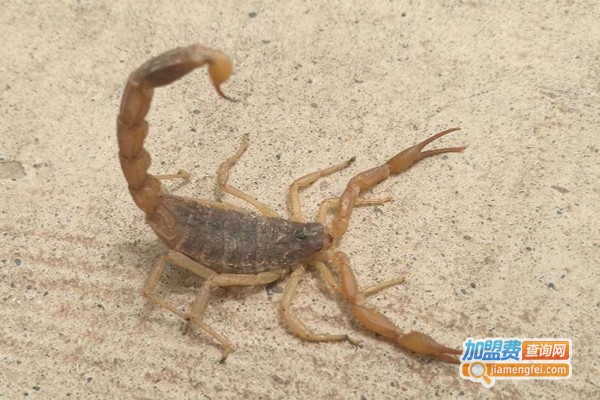 绿辉生物蝎子养殖加盟