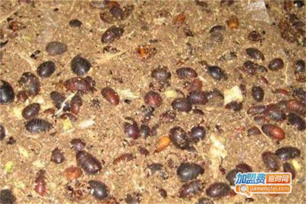 中瑞9号土元加盟费